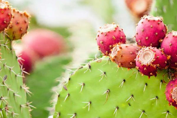Fleur du désert : Huile de graine de cactus